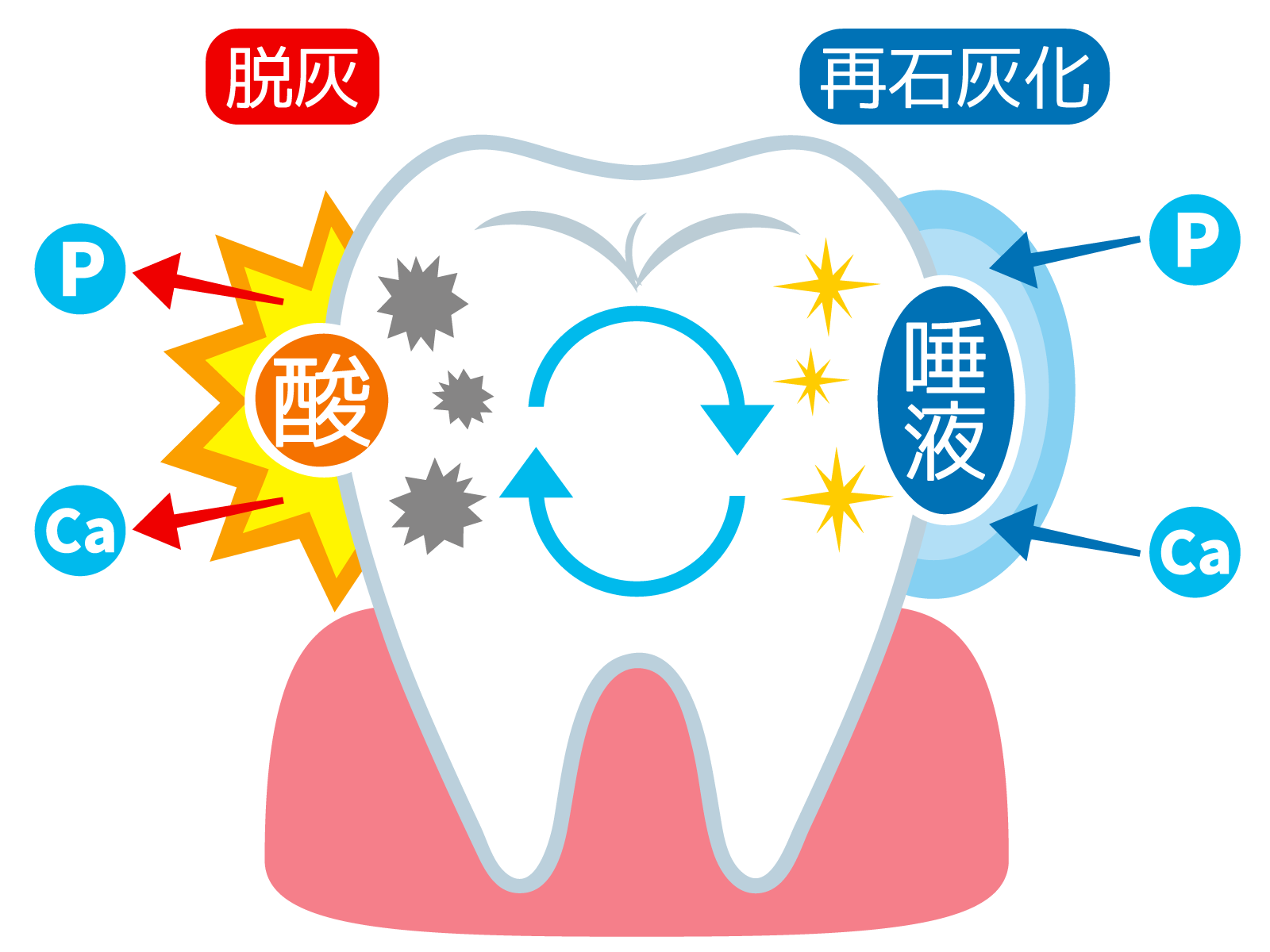 堺市西区の歯医者さん、諏訪ノ森歯科・矯正歯科の一般歯科